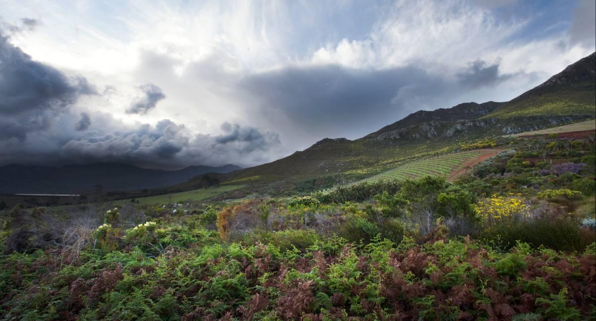Constraints and Creativity: How Crisis Drives Quality in South African Wine